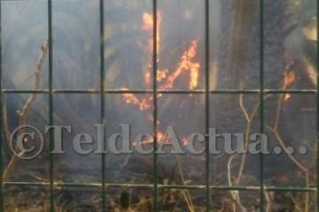 Incendio provocado a palmeras del colegio Europa (Foto Benito Zurita Pérez)